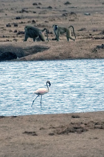 Kenia (317)